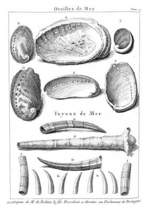 Plan. 7. Oreilles de Mer