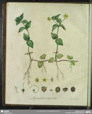 Lysimachia Nemorum. Tabula I.