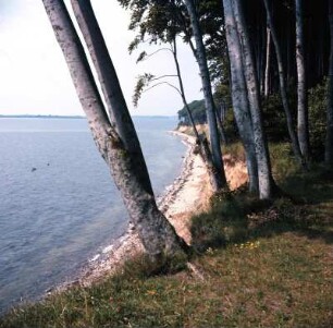 Dänemark. Insel Als : Dänemark. Ostseeküste. Insel Als, am Fürwald