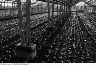 Dresden, Kaditz. Gärtnerische Produktionsgenossenschaft (GPG) Gartenbau Kaditz, Arbeit in den Gewächshäusern, 1959
