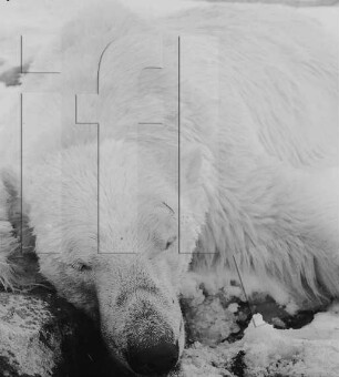 Duvefjord : erlegter Eisbär
