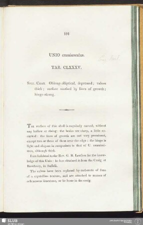 Unio crassiusculus. Tab. CLXXXV