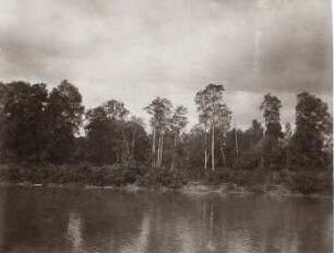 Ufer des Guayas, Ecuador