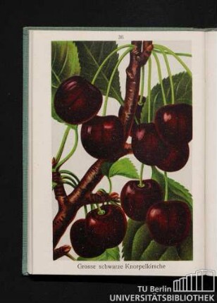 Große schwarze Knorpelkirsche.