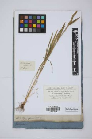 Chilochloa aspera