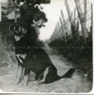 Hund aus dem Lager Bando