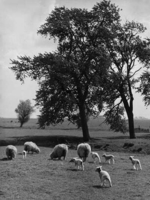 Schafe mit ihren Lämmern, Nordfriesland, Schlei- und Eidermündung