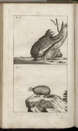 Fig. 46. - Fig. 47.