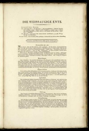 Die weissaugige Ente [bis] Die gemeine Spechtmeise