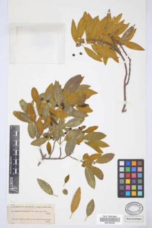Rhamnus integrifolia DC.