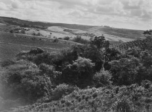 Landwirtschaftliche Anbaufläche : Landwirtschaftliche Anbauflächen in der hügeligen Landschaft des südafrikanischen Tafellandes