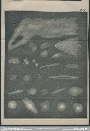 Taf. V, Fig. 1-22