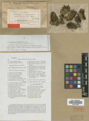 Leucoloma uncinatum M.Fleisch. [isotype]