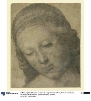Kopf der "Madonna Terranuova" (Fragment des Kartons)