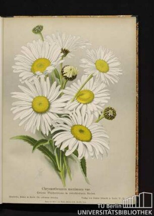 Chrysanthemum maximum var. Größte Wucherblume in verschiedenen Sorten.