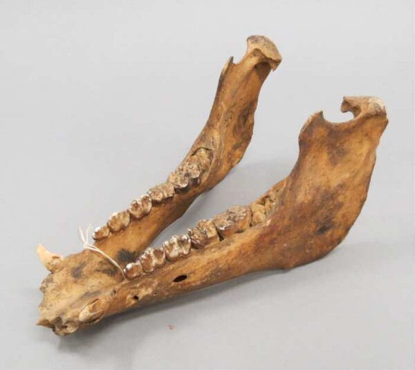 Porcine mandible