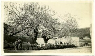 elkerije. Maulbeerbaum