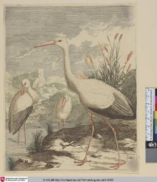 [Weißstorch; White Stork]