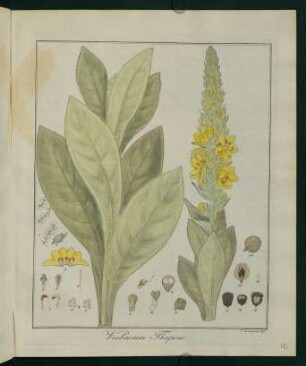10r, Verbascum Thapsus