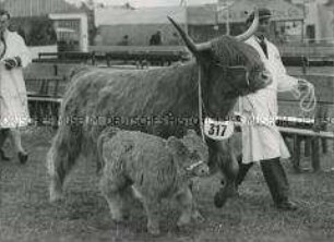 Schottisches Hochlandrind mit Jungtier während der Royal Highland Agricultural Show in Aberdeen (Schottland)