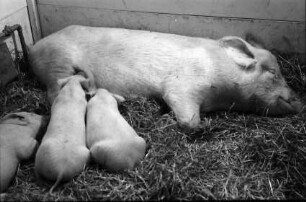 Lausanne: Schweinestall