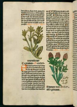 191v-192r, Blumen von Arabien (366. Kapitel)
