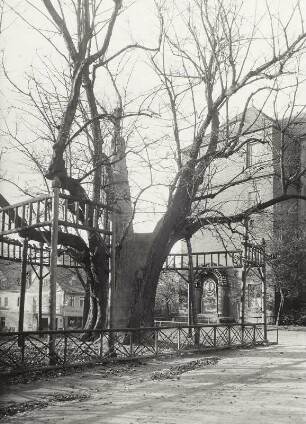 Freiberg (Sachsen), Freibergsdorf. Torstensson-Linde vor dem Hospital St. Johannis
