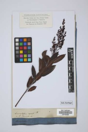 Laurophyllus capensis Th.