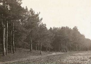 Neustadt-Glewe, Mecklenburg-Vorpommern. Kiefernwald auf Sandboden