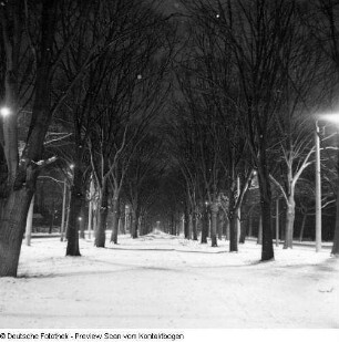 Stübelallee (Nachtaufnahme)