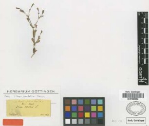 Silene pentelica Boiss. [type]