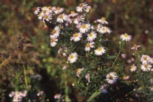 Königsbrück. Ehemaliger Truppenübungsplatz der Gruppe der Sowjetischen Streitkräfte in Deutschland (GSSD). Umgebung Rohnaer Hölzel. Wilde Aster mit Schmetterling (Tagpfauenauge)