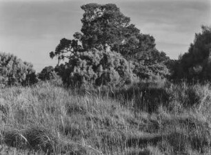 Savanne : Bäume in der Savanne Tansanias
