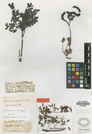Pithecellobium asplenifolium Griseb. [holotype]