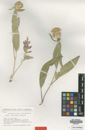 Centaurea aucheri (DC.) Wagenitz subsp. indistincta Wagenitz[type]