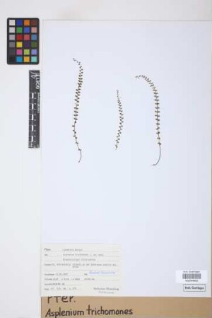 Asplenium trichomanes L.