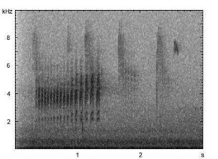 Blaumeise | Cyanistes caeruleus - Alarmruf
