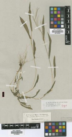 Leptochloa uniflora Hochst. ex A.Rich. [type]