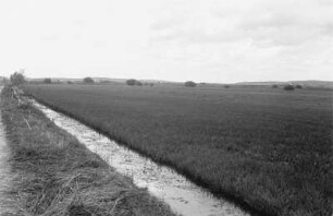 Weg zum Federsee : Blick auf den Weg zum Federsee im Moor bei Bernau