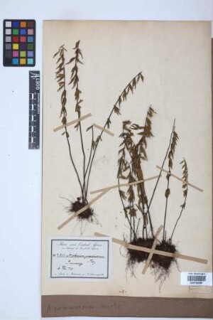 Asplenium praemorsum