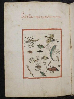 Insekten; (Teil III F: Von den Würmern)