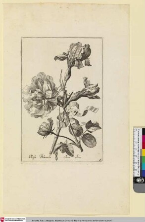 Rose Blanche; Iris Ione