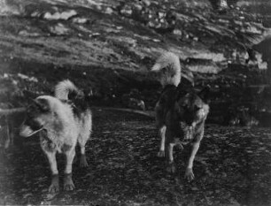 Schlittenhunde (Grönlandexpedition 1891-1893)