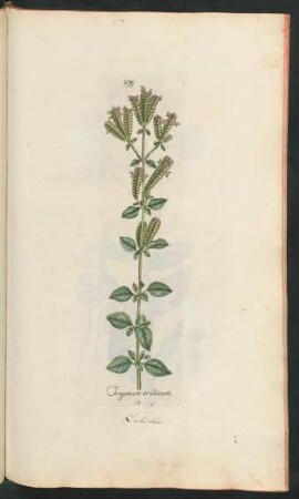 299. Origanum creticum
