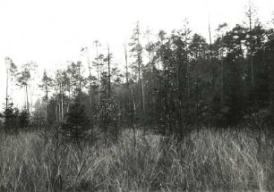 Oberlausitzer Heide-und Teichgebiet. Grenzbeeich d. (KLösterlich-) Neudorfer Moores zum St. Mariensterner KLosterforst mit absterbenden Waldbeständen (Folge von schefelsäurehaltigen Abwässern der Braunkohlengrube Clara III bei Zeißholz im Vinzenzbach)