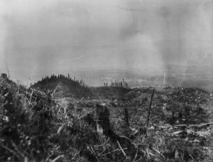 Gerodeter Wald : Blick über eine gerodete Waldfläche