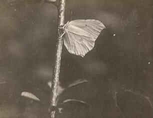 Rochlitz. Zitronenfalter (Gonepteryx rhamni)