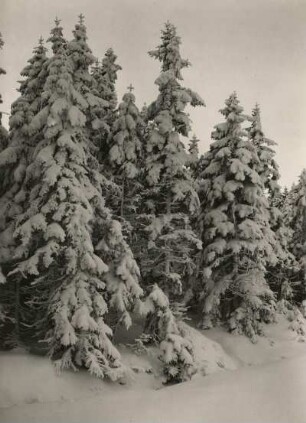 Osterzgebirge. Verschneiter Waldrand