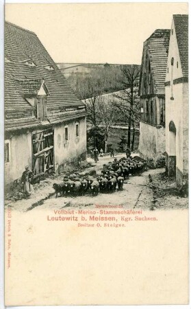 Leutewitz. Mutterherde, Stammschäferei