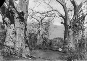 Baobab : Baobab an der Straße zur Station Kisuani der Deutsch-Ostafrikanischen Gesellschaft (DOAG). Unter einem der Bäume sitzt ein Kind